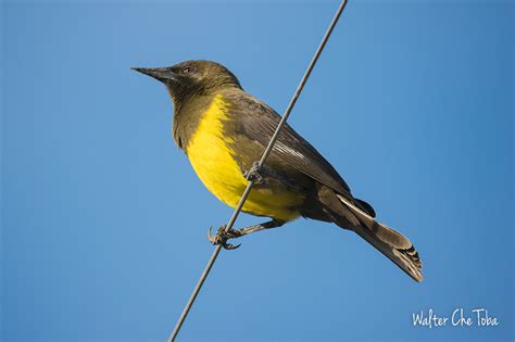 Observación de Aves en los Esteros del Iberá | Parques Nacionales Blog