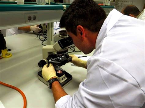 Observación Microscópica de Microorganismos en Mostos y ...