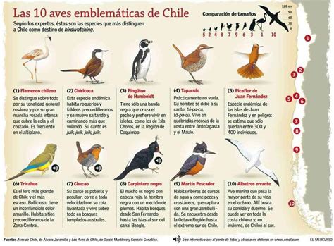 Observando aves en Bariloche y sus alrededores: Diez aves de Chile