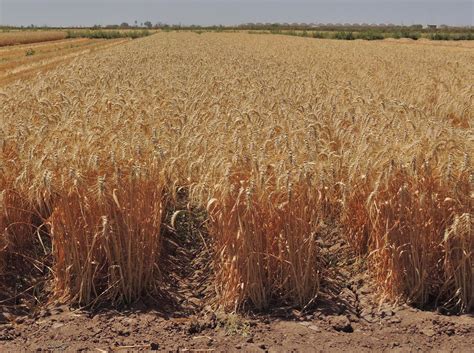 Obtiene trigo mayor rendimiento este ciclo | Noticias de Sonora | EL ...