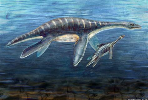 Ocean Acidification Research Suggests Return To Dinosaur ...