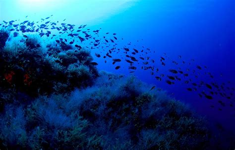 Ocean Animal Encyclopedia | Oceana