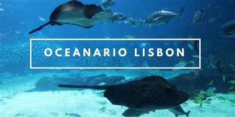 Oceanario Lisboa visiting the largest aquarium in Europe