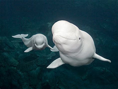 OCEANS: Beluga fight pits aquarium against NOAA    Monday ...