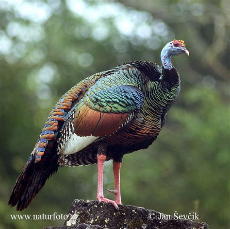 Ocellated Turkey Photos, Ocellated Turkey Images, Nature ...