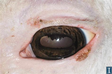 Ocular Squamous Cell Carcinoma – The Horse