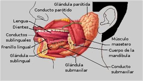 ODONTOLOGIA * HIGIENISTA DENTAL : Anatomía del Aparato Estomatognático
