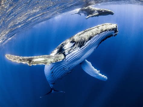 Off the coast of New Zealand, humpback whales sing karaoke ...