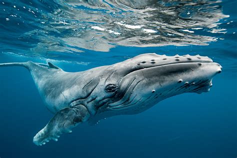 Off the coast of the Vava‘u islands, a newborn humpback ...