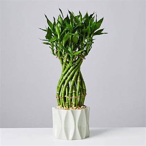 Office Desk Plants | Easy Office Plants | Plants.com