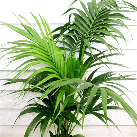 Office Indoor Plants, maintenance provided in hire costs ...