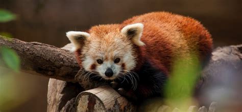 Oglebay Good Zoo Has The Rarest And Most Exotic Animals In ...