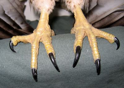 Oh god everybody buckle up here come the bird feet ...