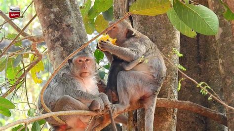 Ohh look nice mother and baby monkey eating mango on the ...