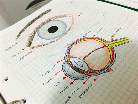 Ojo humano y sus partes | Anatomía del ojo, Anatomia ojos ...