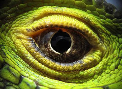 ojos de reptiles   Imágenes   Taringa!
