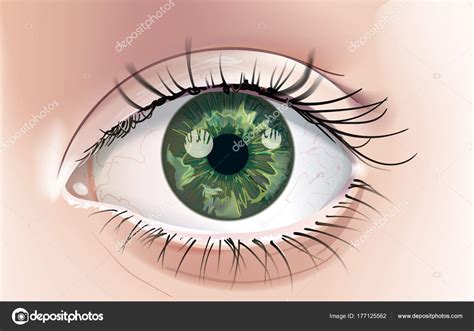 Ojos humanos dibujo | Dibujo Realista Ojo Humano Con Iris ...