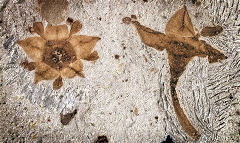 Oldest buckthorn fossilized flowers found in Argentina