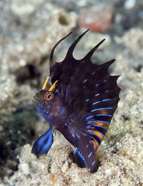 OMG look at this fish!  Gulf Signal Blenny    Reef Central ...