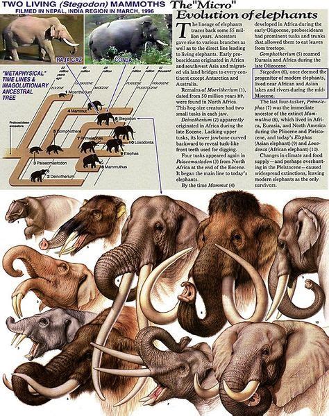 omniology.com More Evolución de los elefantes. | Animales prehistóricos ...