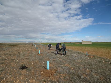 Once kilómetros de setos en La Mancha para proteger a las aves ...