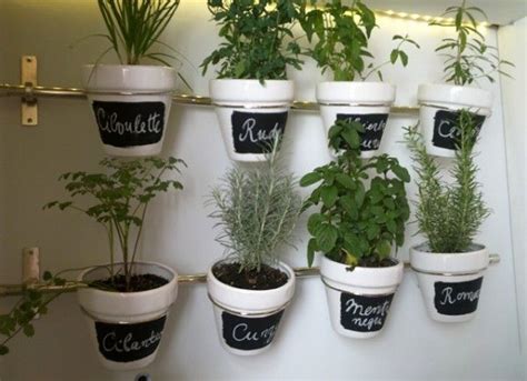 Once plantas medicinales que no deben faltar en casa   SOY ...