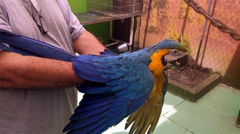 Onde comprar aves silvestres legalmente em Santos