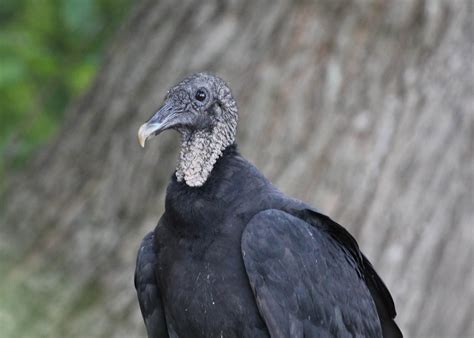 One Bird A Day: Day 198: Black Vulture