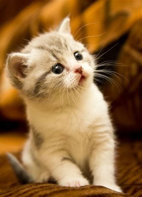 One Cute Kitten   29th February 2016   We Love Cats and ...