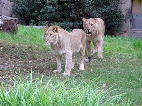 One lion tranquillised and one caught in search for pair who fled cage ...