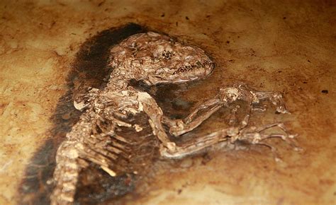 One Of The Oldest Known Fossils Found In Wyoming