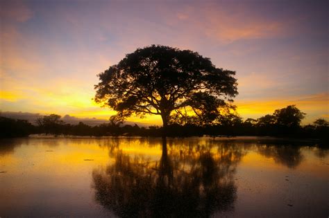 ONGs querem Amazônia como prioridade no próximo governo ...