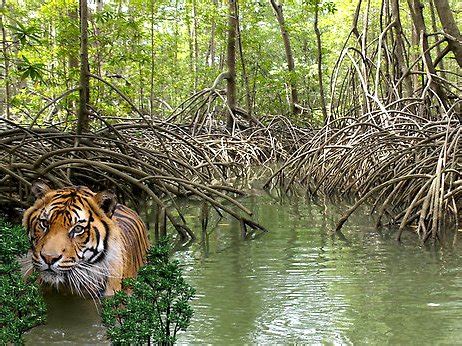 Only 106 tigers left in the Sundarbans in Bangladesh