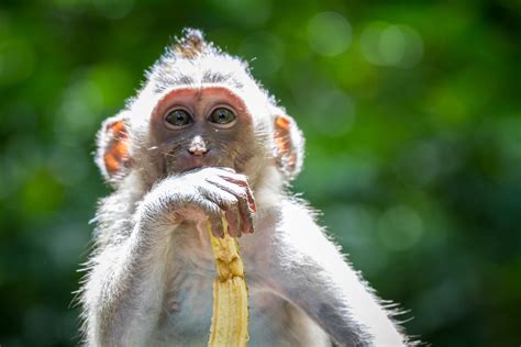 Only Reason to Visit Ubud: Sacred Monkey Forest Sanctuary ...