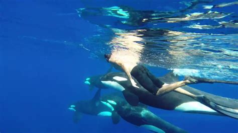 OOM   Orcinus Orca Mayotte  GoPro    YouTube