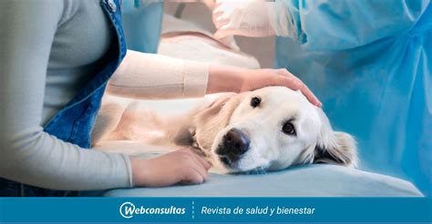 Opciones terapéuticas para tratar el cáncer en perros