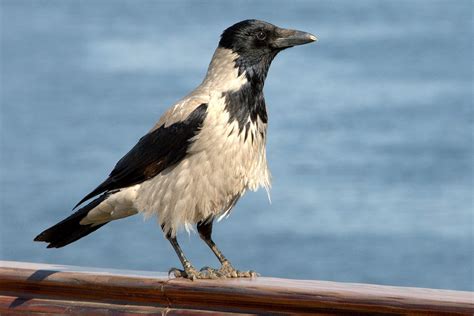Opiniones de corvus cornix