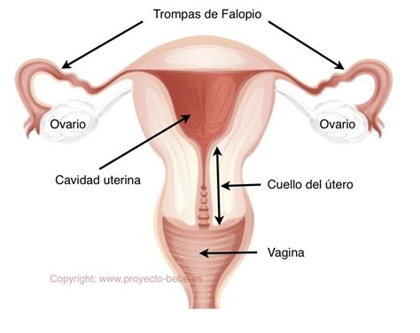 Opiniones de Cuello uterino