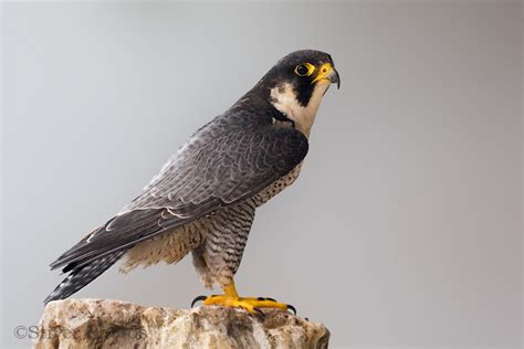 Opiniones de Falco peregrinus