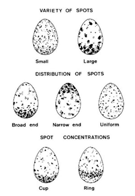 Opiniones de huevo biologia