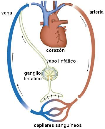 Opiniones de Linfa