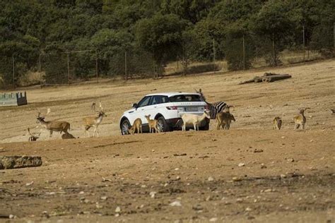 Opiniones del parque Safari Park Cadalso de los Vidrios ...