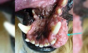 Oral Tumor Diagnosis   Veterinary Dental Center   Not all growths are ...
