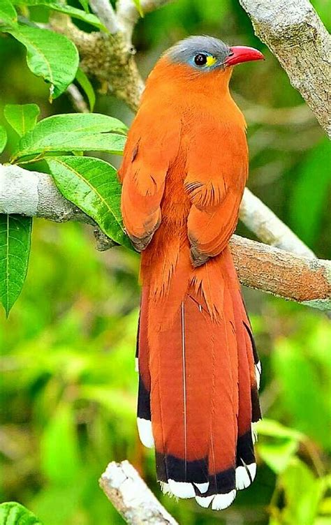 Orange bird, tropical background... can anyone identify ...