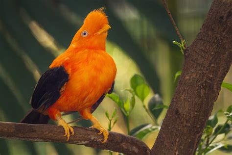 Orange colorful bird, Cotinga, Cock on the rock in peruvian Amazon ...