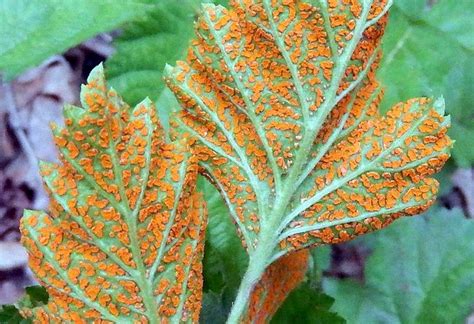 Orange Rust Management Tips for Brambles   Growing Produce