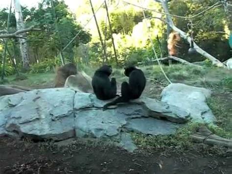 Orangutan and Chimps at the San Diego Zoo   YouTube