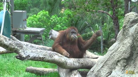 Orangutan and siamang together in same enclosure at San ...