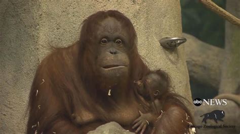 Orangutan Baby Makes Debut Video   ABC News