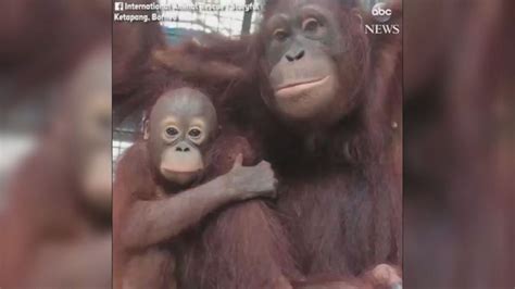 Orangutan becomes surrogate mom to orphaned baby Video ...